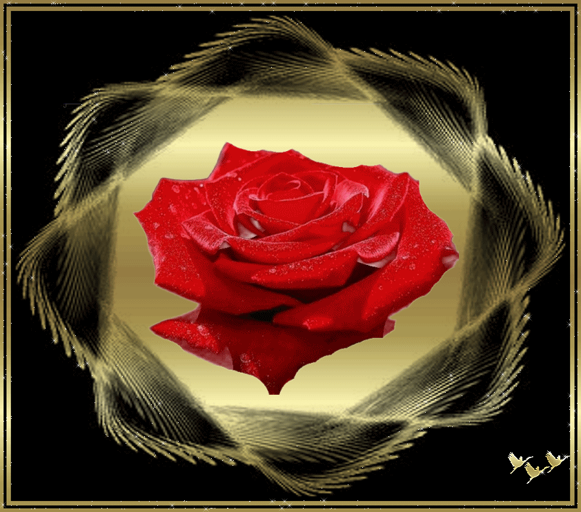 Red Rose 9